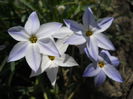 Tristagma uniflorum