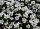 Iberis sempervirens