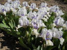 Iris?