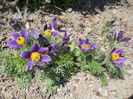 Pulsatilla