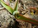 Muscari Golden Fragrance (2015, Mar.22)