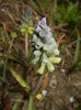 Muscari Golden Fragrance (2015, Apr.14)