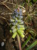 Muscari Golden Fragrance (2015, Apr.14)