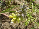 Muscari Golden Fragrance (2015, Apr.15)