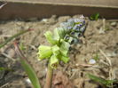 Muscari Golden Fragrance (2015, Apr.15)