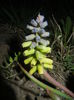 Muscari Golden Fragrance (2015, Apr.16)