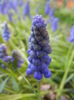 Muscari armeniacum (2015, April 11)