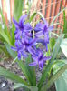 Hyacinth Peter Stuyvesant (2015, Apr.11)