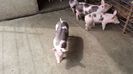Pietrain cu Pedigree
