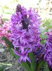 Hyacinth Purple Sensation (2015, Apr.11)