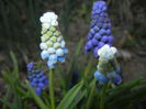 Muscari Peppermint (2015, April 11)