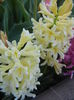 Hyacinth Yellow Queen (2015, April 11)