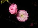Prunus triloba (2015, April 12)