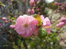 Prunus triloba (2015, April 13)