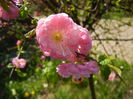 Prunus triloba (2015, April 13)