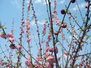 Prunus triloba (2015, April 13)