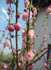Prunus triloba (2015, April 13)