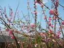 Prunus triloba (2015, April 13)