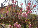 Prunus triloba (2015, April 13)