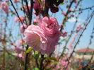 Prunus triloba (2015, April 13)