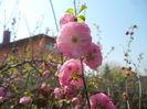 Prunus triloba (2015, April 13)
