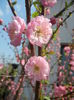 Prunus triloba (2015, April 13)
