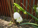 Leucojum aestivum (2015, April 13)