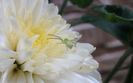 IMG_20140729_133429 - Copy