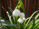 Leucojum aestivum (2015, April 13)