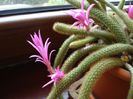 aporocactus (2)
