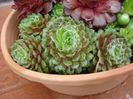 sempervivum  (3)