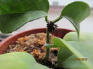 h. Coriaceea Botanova