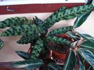 calathea insignis (6)