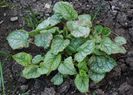 Brunnera mr morse..astept sa infloresca