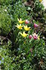 lalele lily flowered (Bayside si Claudia)