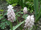 muscari pink sunrise