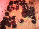 Australorp Negru