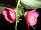SAM_4091