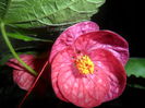 SAM_4094
