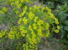 Euphorbia Cyparissias