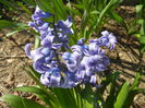 Hyacinth Delft Blue (2015, April 13)