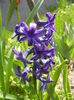 Hyacinth Peter Stuyvesant (2015, Apr.13)