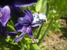 Hyacinth Peter Stuyvesant (2015, Apr.13)