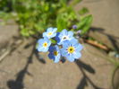 Myosotis alpestris (2015, April 13)