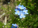 Myosotis alpestris (2015, April 13)