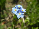Myosotis alpestris (2015, April 13)