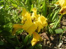 Iris pumila Yellow (2015, April 13)