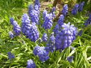 Muscari armeniacum (2015, April 13)
