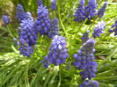 Muscari armeniacum (2015, April 13)