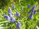 Muscari armeniacum (2015, April 13)